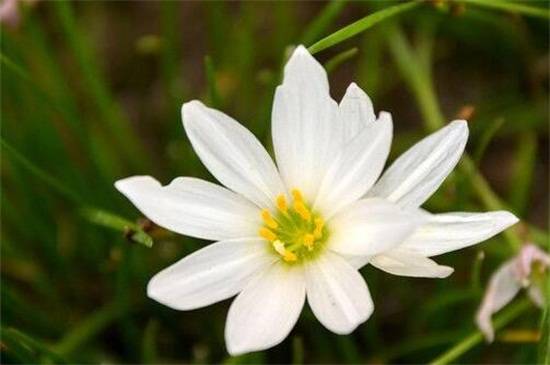 兜兰品种大全:八种常见不同品种兜兰鉴赏_如何养好兜兰品种大全