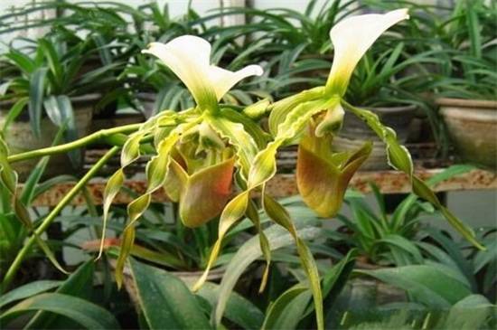 兜兰品种大全:八种常见不同品种兜兰鉴赏_如何养好兜兰品种大全