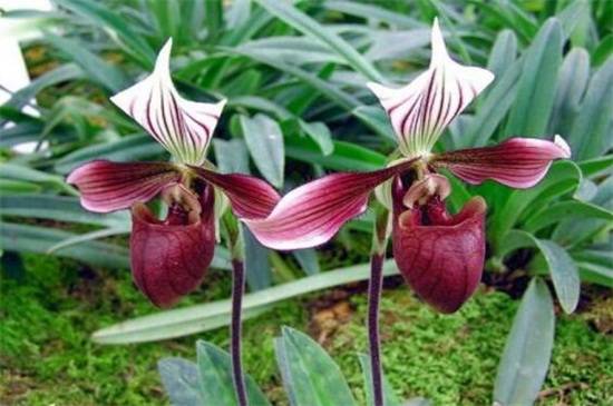 兜兰品种大全:八种常见不同品种兜兰鉴赏_如何养好兜兰品种大全
