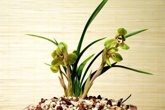 中国兰是哪些兰花 中国兰品种介绍_如何养好中国兰是哪些兰花 中