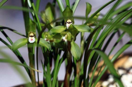 绿色的兰花是什么品种 春兰品种介绍_如何养好绿色的兰花是什么品