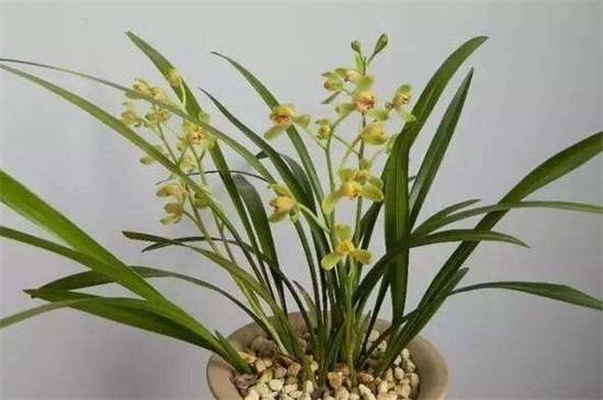 野兰花什么品种最珍贵_如何养好野兰花什么品种最珍贵的养殖方法