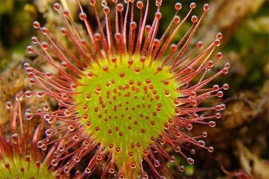 茅膏菜品种大全,带你见证最美8大品种_如何养好茅膏菜品种大全,