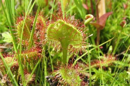 茅膏菜品种大全,带你见证最美8大品种_如何养好茅膏菜品种大全,