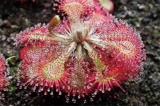 茅膏菜品种大全,带你见证最美8大品种_如何养好茅膏菜品种大全,