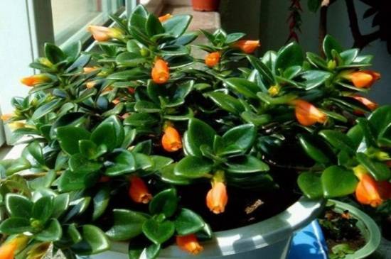 金鱼吊兰什么时候开花 花期维持多长时间_如何养好金鱼吊兰什么时