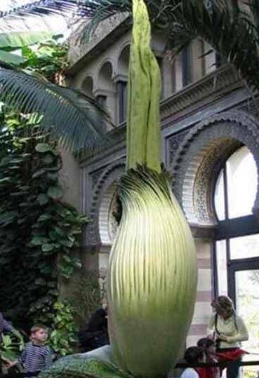 魔鬼之花:尸香魔芋_如何养好魔鬼之花:尸香魔芋的养殖方法和技巧