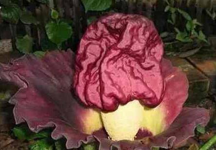 魔鬼之花:尸香魔芋_如何养好魔鬼之花:尸香魔芋的养殖方法和技巧