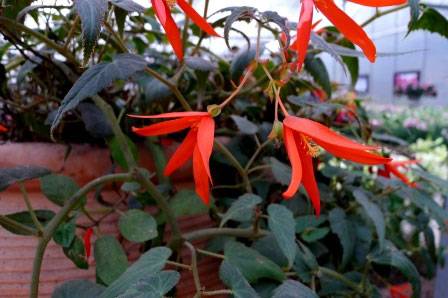 玻利维亚秋海棠耐寒吗_如何养好玻利维亚秋海棠耐寒吗的养殖方法