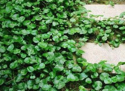 金钱草和铜钱草的区别 细数五大区别帮你辨清_如何养好金钱草和铜