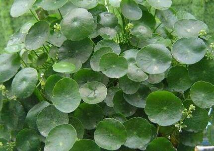 金钱草和铜钱草的区别 细数五大区别帮你辨清_如何养好金钱草和铜