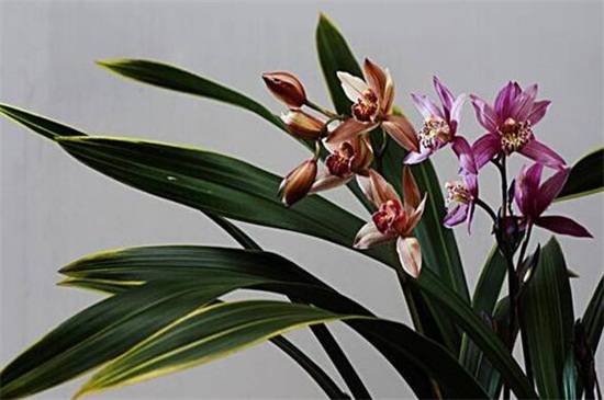 墨兰名贵品种盘点_如何养好墨兰名贵品种盘点的养殖方法和技巧