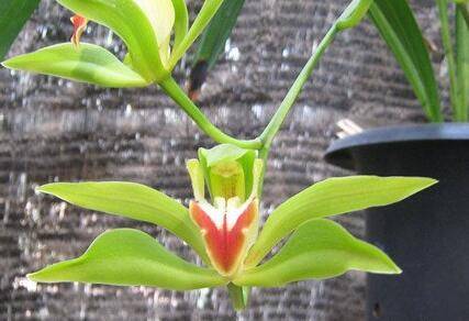 碧玉兰形态特征图片_如何养好碧玉兰形态特征图片的养殖方法和技