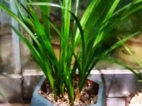 细叶兰花和大叶兰花养哪种好_如何养好细叶兰花和大叶兰花养哪种