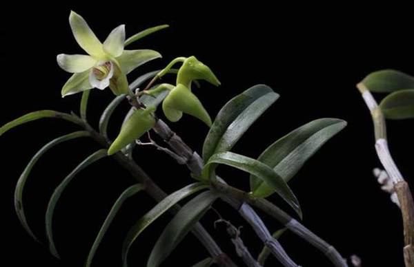 铁皮石斛的药用价值有多高_如何养好铁皮石斛的药用价值有多高的