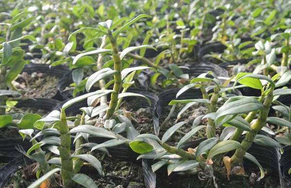 铁皮石斛的药用价值有多高_如何养好铁皮石斛的药用价值有多高的