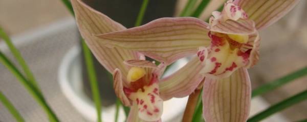 最值得养的莲瓣兰品种推荐_如何养好最值得养的莲瓣兰品种推荐的