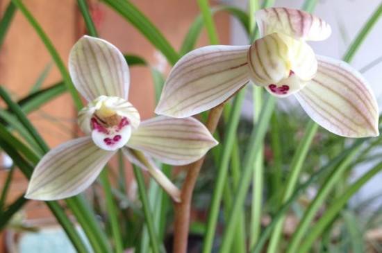 最值得养的莲瓣兰品种推荐_如何养好最值得养的莲瓣兰品种推荐的