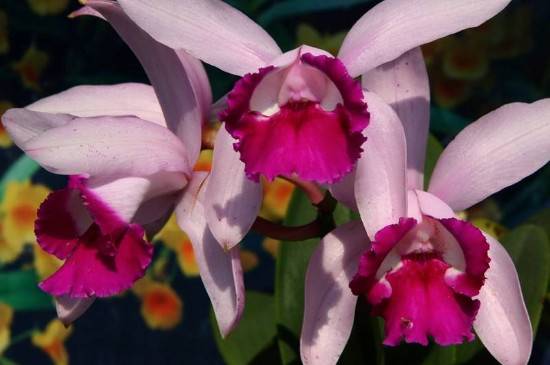 教你认识国兰和洋兰 二者区别对比分析_如何养好教你认识国兰和洋