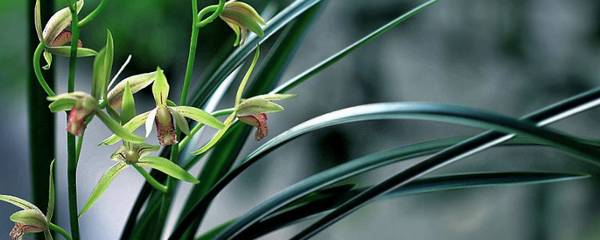 教你认识国兰和洋兰 二者区别对比分析_如何养好教你认识国兰和洋