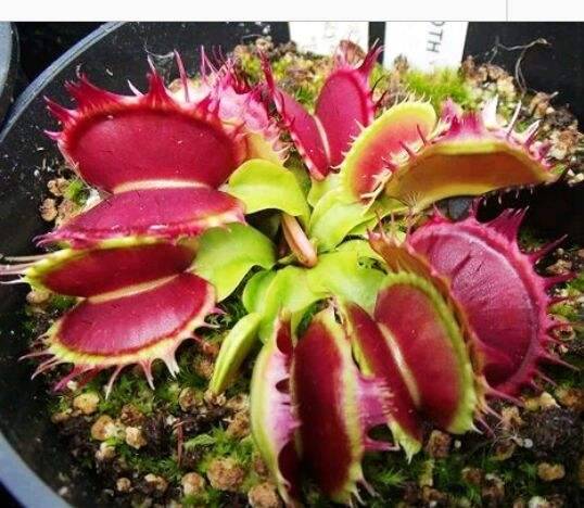 融齿捕蝇草_如何养好融齿捕蝇草的养殖方法和技巧