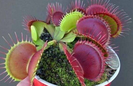 融齿捕蝇草_如何养好融齿捕蝇草的养殖方法和技巧