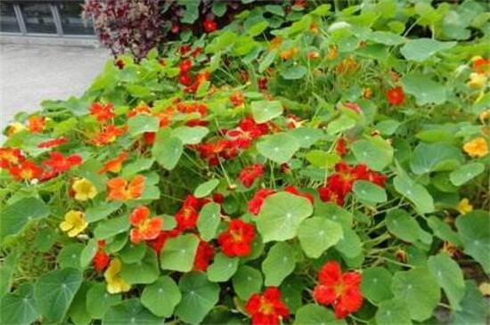 八大常见金莲花品种介绍_如何养好八大常见金莲花品种介绍的养殖