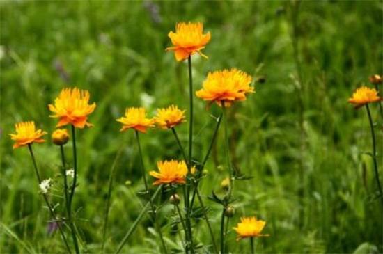 八大常见金莲花品种介绍_如何养好八大常见金莲花品种介绍的养殖