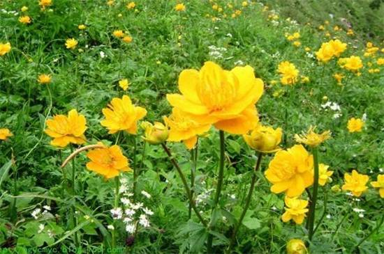 八大常见金莲花品种介绍_如何养好八大常见金莲花品种介绍的养殖