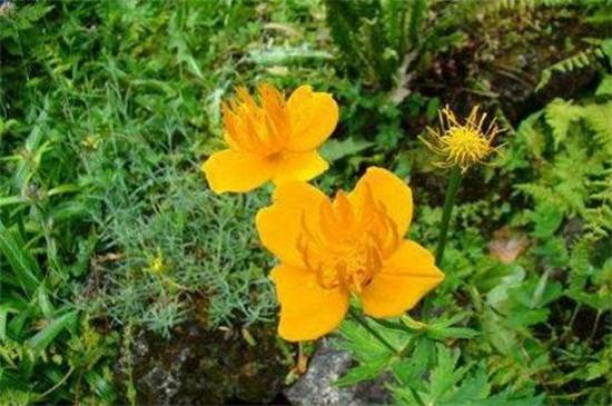 八大常见金莲花品种介绍_如何养好八大常见金莲花品种介绍的养殖