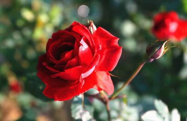 关于玫瑰和蔷薇的区别_如何养好关于玫瑰和蔷薇的区别的养殖方法