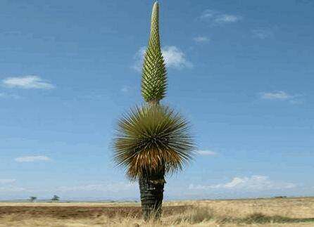 普雅花是什么花图片_如何养好普雅花是什么花图片的养殖方法和技