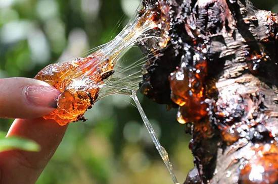 桃树的桃胶什么时候出 几月份才会有桃胶_如何养好桃树的桃胶什么