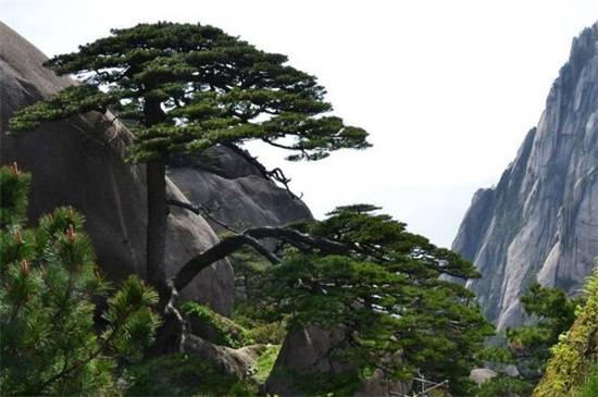 盘点中国十大松树种类,看中国松树有哪些_如何养好盘点中国十大