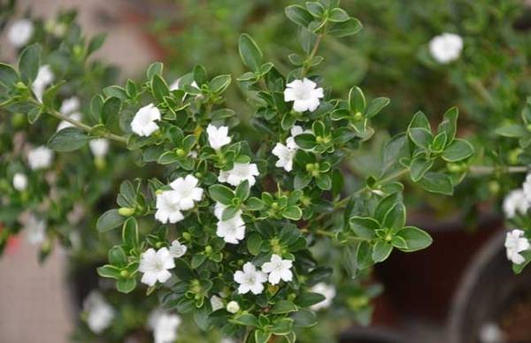 六月雪品种图片大全_如何养好六月雪品种图片大全的养殖方法和技