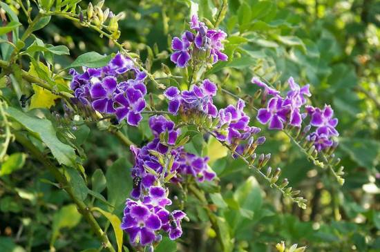 蕾丝金露花会致癌吗_如何养好蕾丝金露花会致癌吗的养殖方法和技