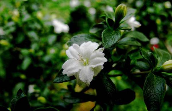 六月雪品种图片大全_如何养好六月雪品种图片大全的养殖方法和技