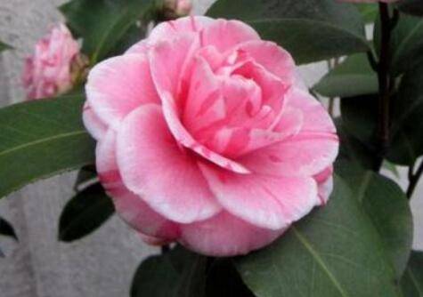 茶花和茶梅怎么区别_如何养好茶花和茶梅怎么区别的养殖方法和技