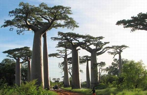 猴面包树哪里有 常见品种介绍_如何养好猴面包树哪里有 常见品种