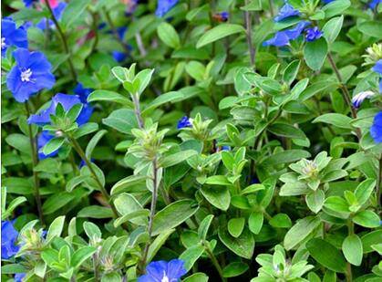 蓝星花的养护技巧