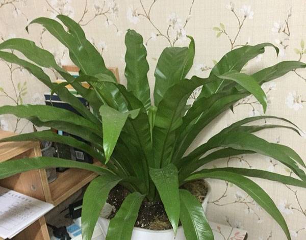 养鸟巢蕨多久浇一次水好