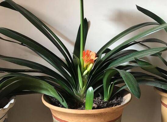 君子兰叶子可以剪掉吗 老叶处理方法