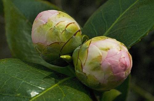 1513148658372569.jpg 冬天怎么给茶花疏蕾