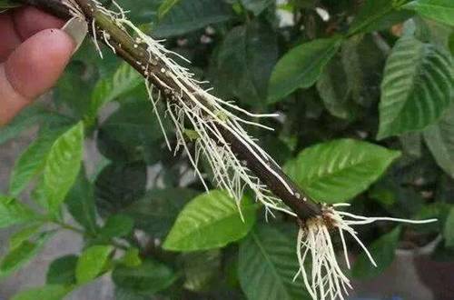 1577259732155129.jpg 看看生根粉怎么用效果最好