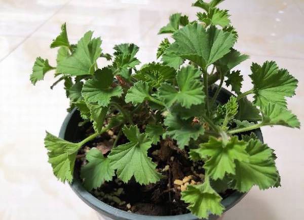 天竺葵叶子怎么越养越小了