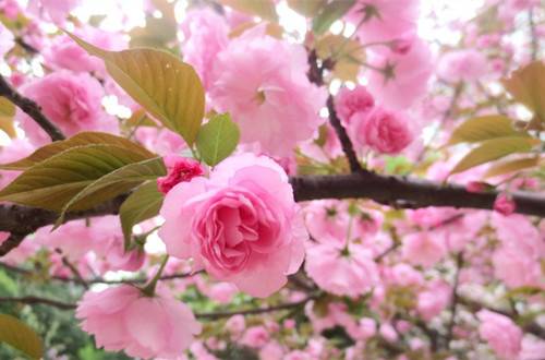 1526981228974841.jpg 樱花开花前这样养护才能多开花