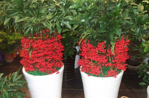 1548856895700858.jpg 年销花金玉满堂的选购养护技巧