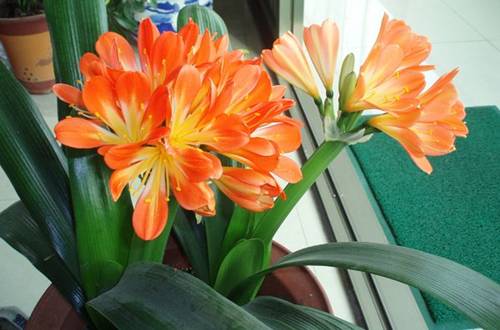 1548857078118423.jpg 年宵花君子兰的选购技巧和养护方法