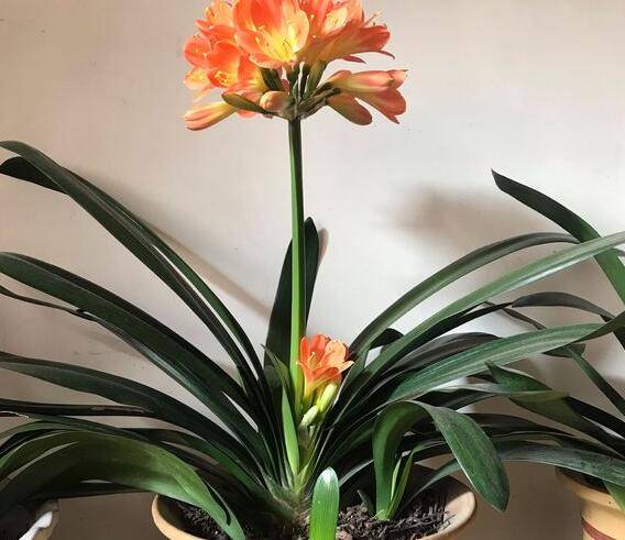 长江以南地区养好君子兰的小秘诀