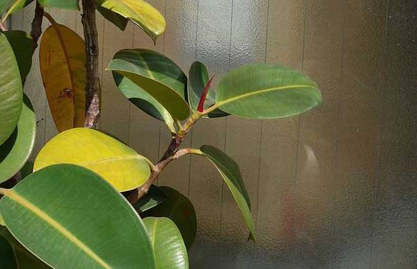 看看橡皮树怎么浇水长得好